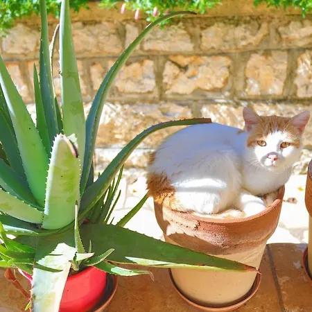 Alexandra Bay Front 公寓 Agios Stefanos Kassiopi